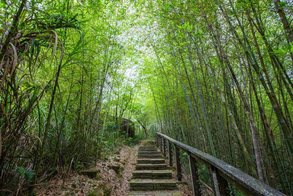 嘉義山區景點推薦四：孝子路步道。圖片來源：阿里山國家風景區管理處