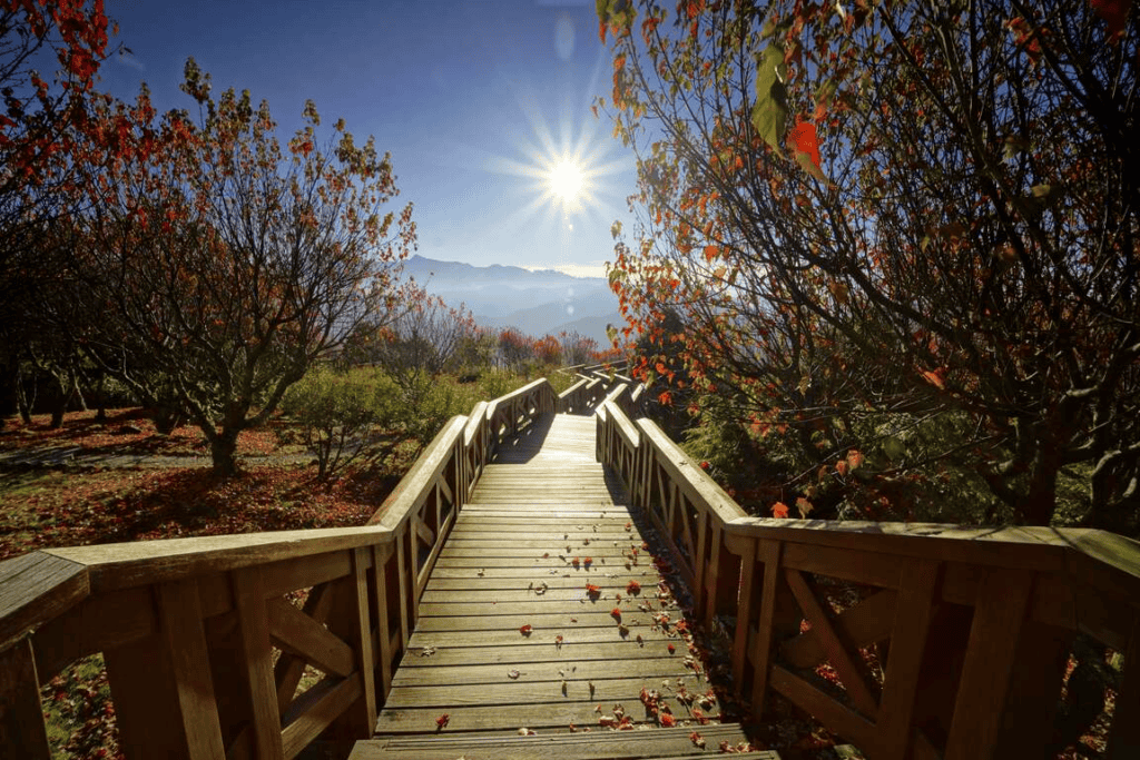 嘉義旅遊景點推薦－小笠原山觀景台